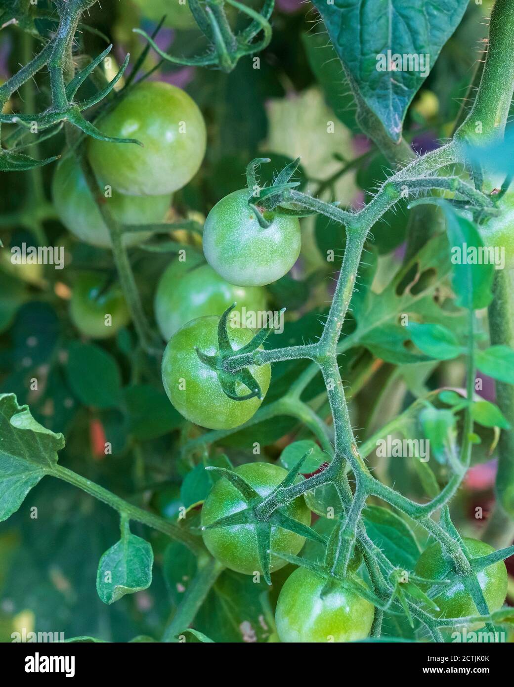 Tomates cerises, « rouge cerise Husky » sur la vigne avant mûrissement à la mi-juillet. Kansas, États-Unis. Banque D'Images