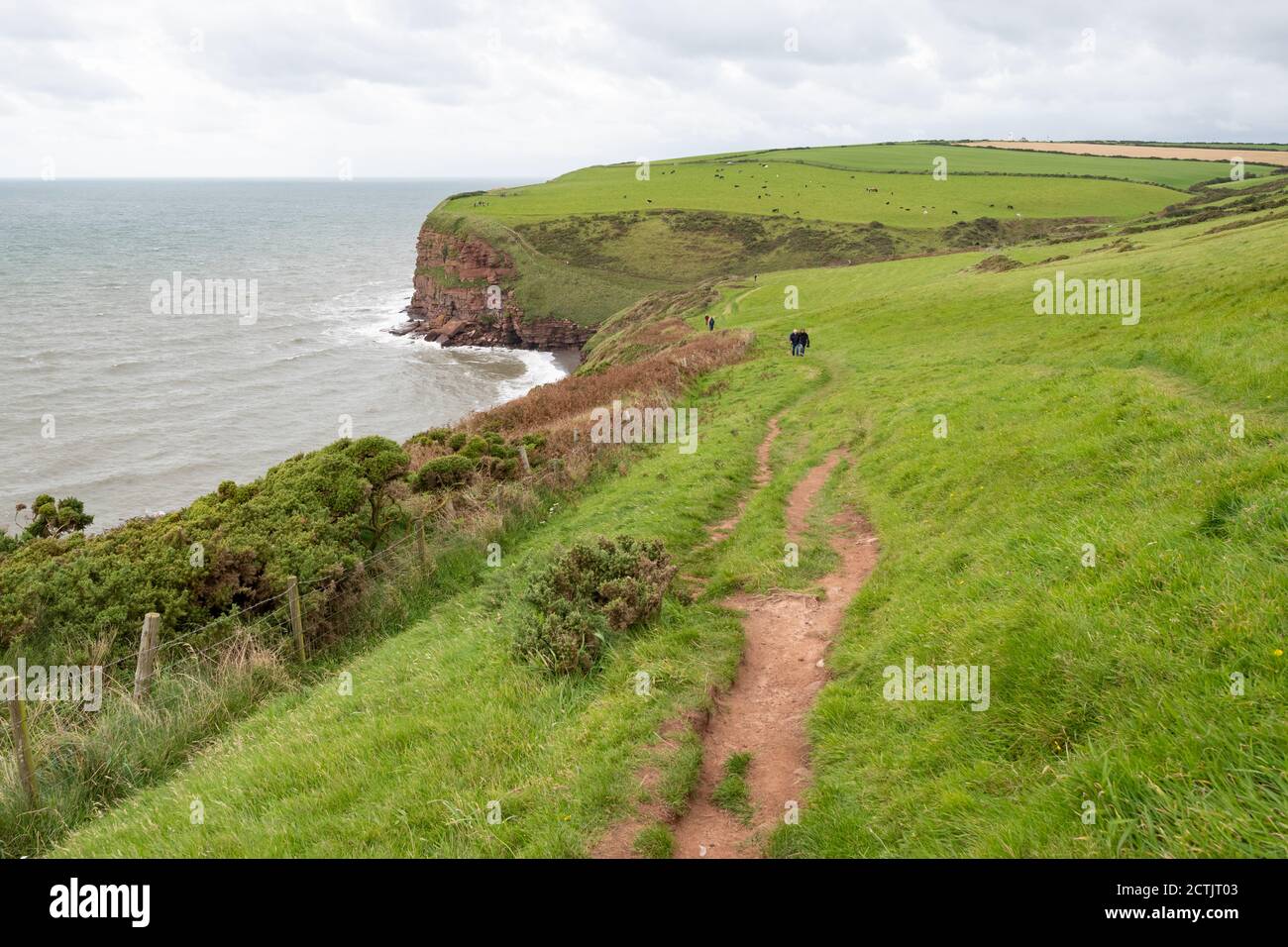 Sentier en haut de la falaise de St Bees et première partie de la promenade longue distance de la côte à la côte, en direction de St Bees North Head, Cumbria, Angleterre, Royaume-Uni Banque D'Images