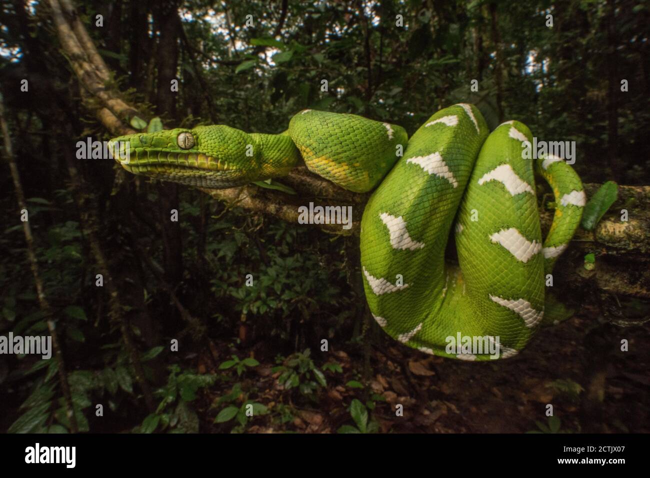 Le boa émeraude (Corallus batesii), anciennement C. caninus, de la forêt amazonienne du parc national de Yasuni en Équateur. Banque D'Images