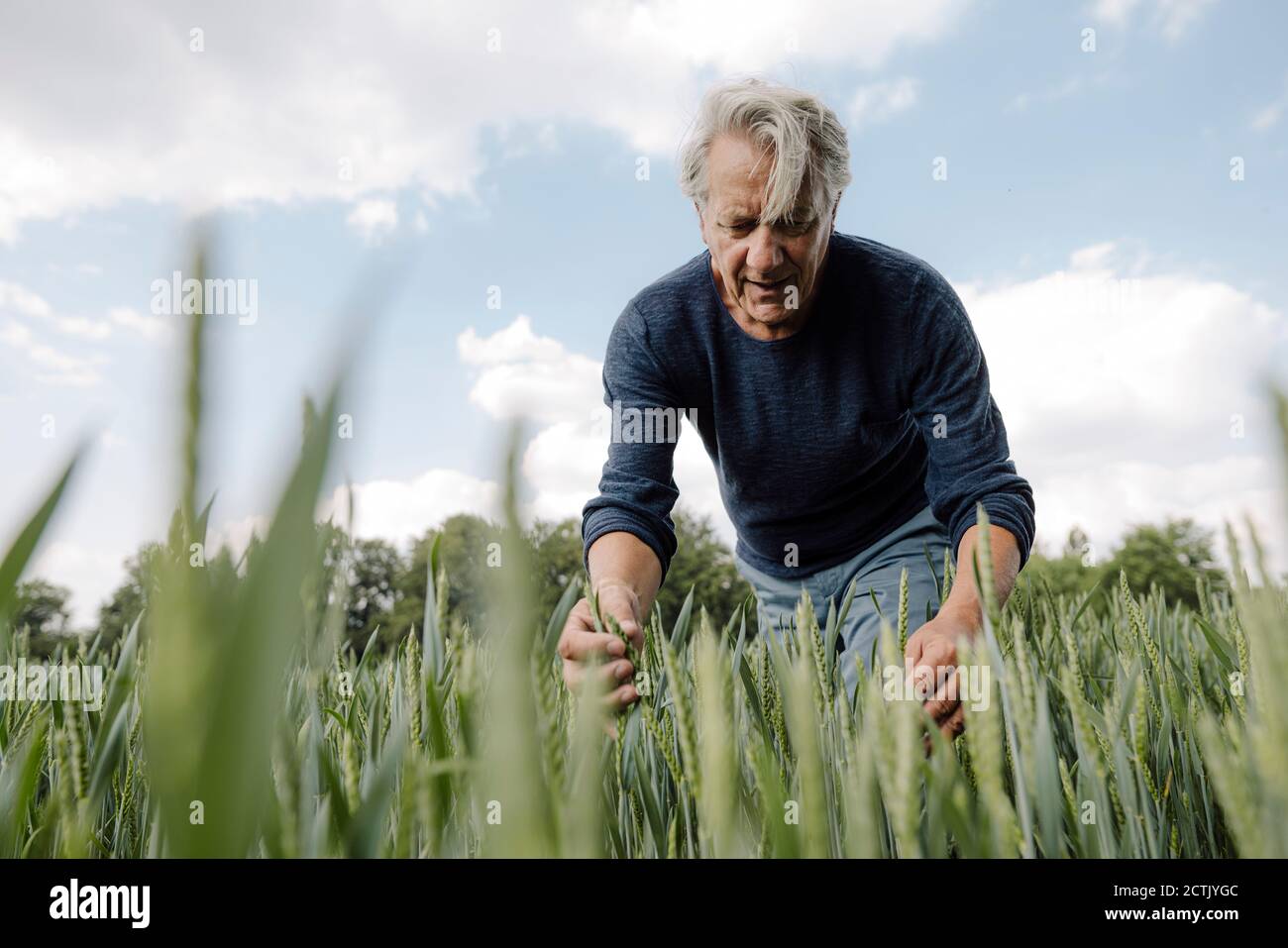 Homme froissé regardant la récolte contre le ciel nuageux en agriculture champ Banque D'Images