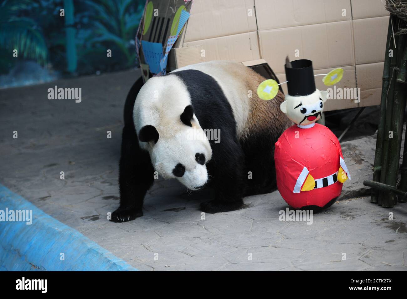 Panda Pupu joue un jouet utilisé pour la décoration de son 6e anniversaire au zoo sauvage de la forêt de Shenyang dans la ville de Shenyang, dans la province de Liaoning, dans le nord-est de la Chine, Banque D'Images