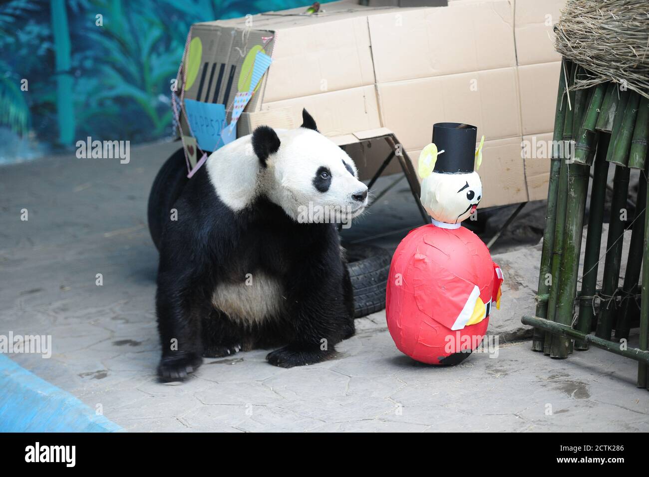 Panda Pupu joue un jouet utilisé pour la décoration de son 6e anniversaire au zoo sauvage de la forêt de Shenyang dans la ville de Shenyang, dans la province de Liaoning, dans le nord-est de la Chine, Banque D'Images