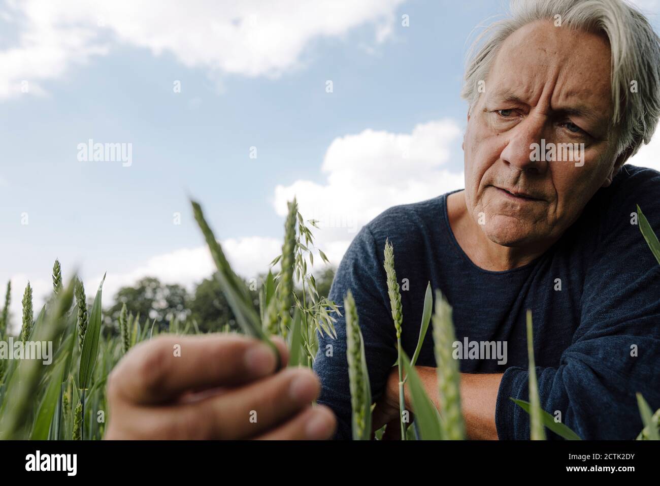 Homme froissé regardant la récolte dans le champ agricole Banque D'Images