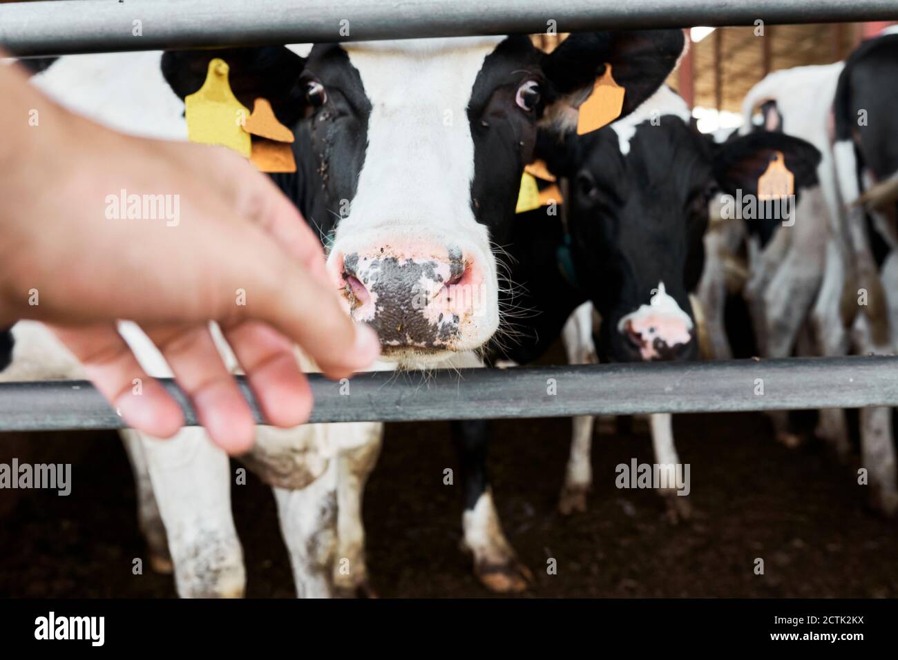 Main humaine essayant d'atteindre les vaches derrière la clôture Banque D'Images