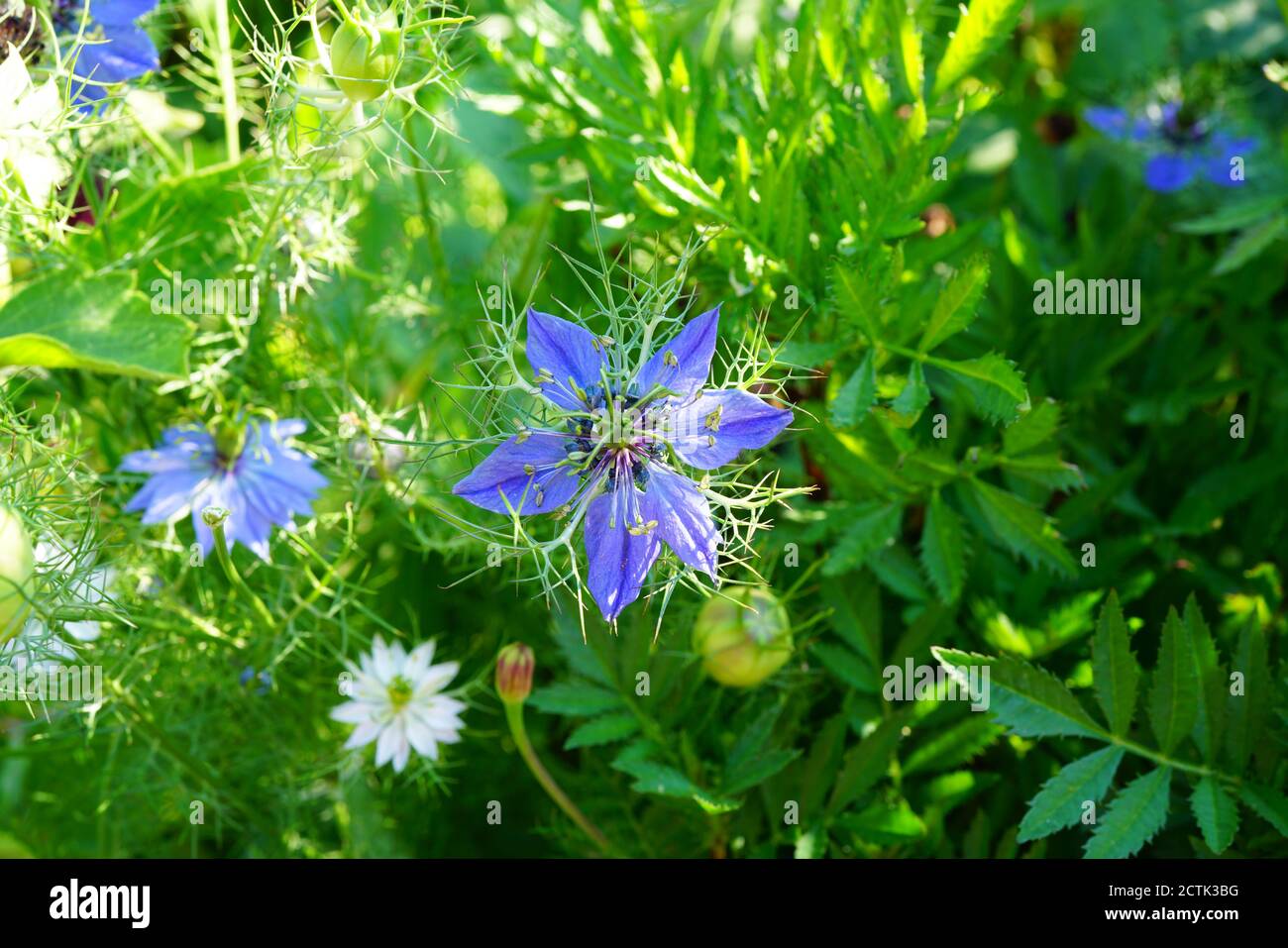 Fleurs bleues de Nigella Love-in-a-Mist Banque D'Images