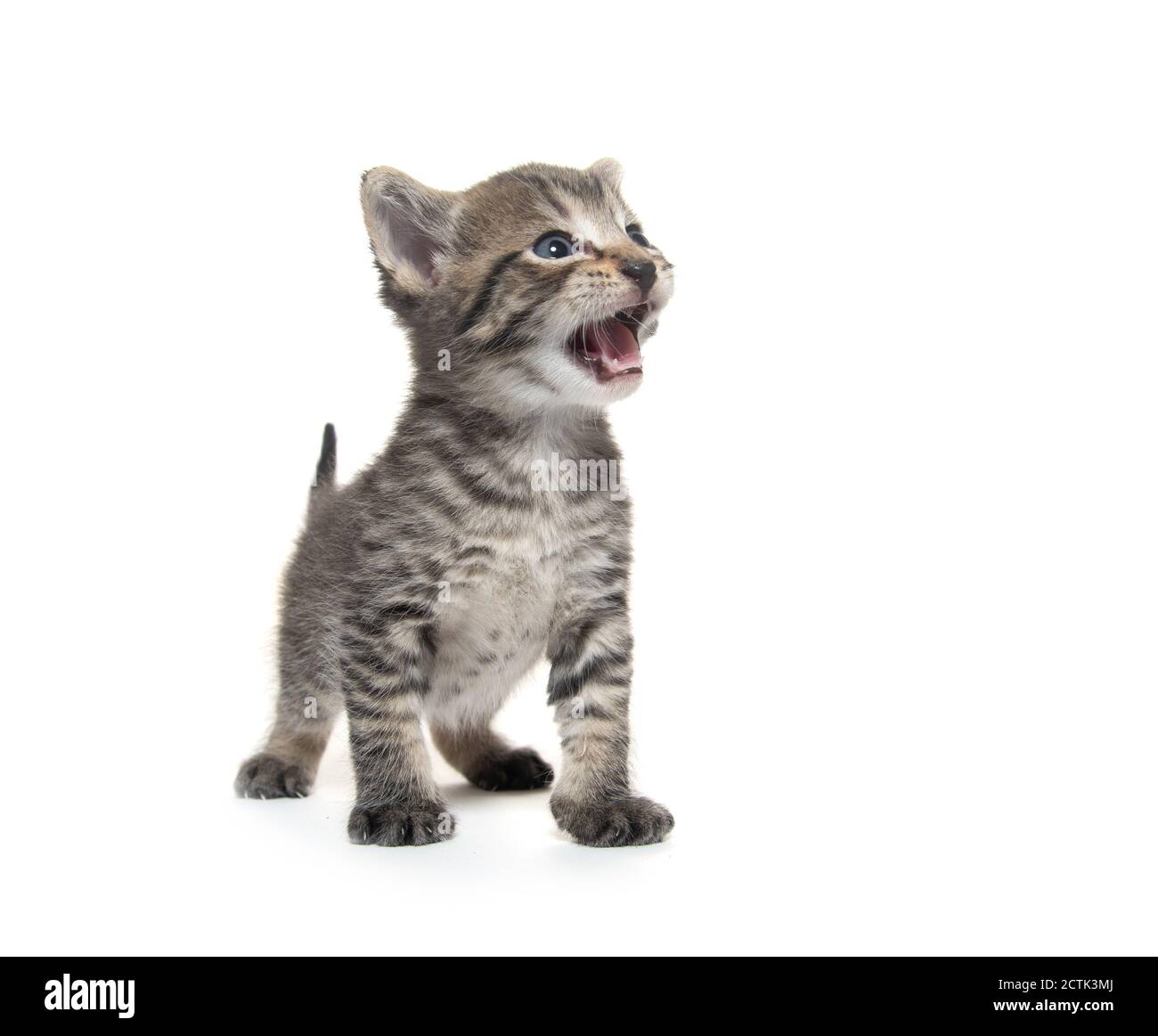 adorable bébé tabby chaton isolé sur fond blanc et pleurs Banque D'Images