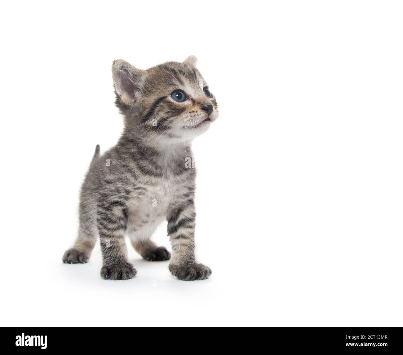 joli bébé tabby chaton isolé sur fond blanc Banque D'Images