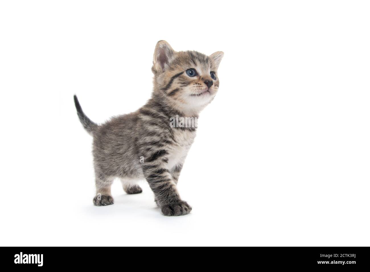 joli bébé tabby chaton isolé sur fond blanc Banque D'Images