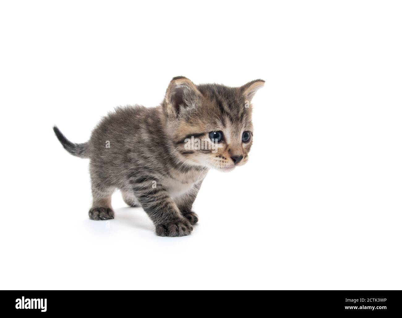 joli bébé tabby chaton isolé sur fond blanc Banque D'Images