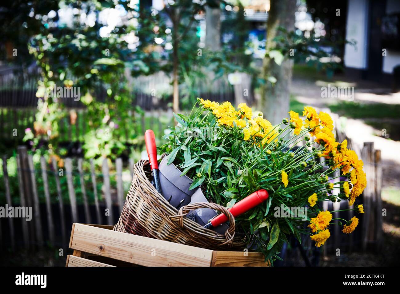 Pots de fleurs et truelles à la main dans un panier et une boîte en bois au  jardin Photo Stock - Alamy