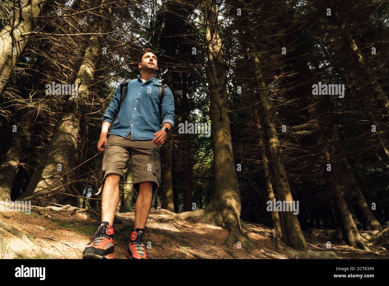 Randonneur mâle regardant loin en se tenant contre les arbres dans la forêt Banque D'Images