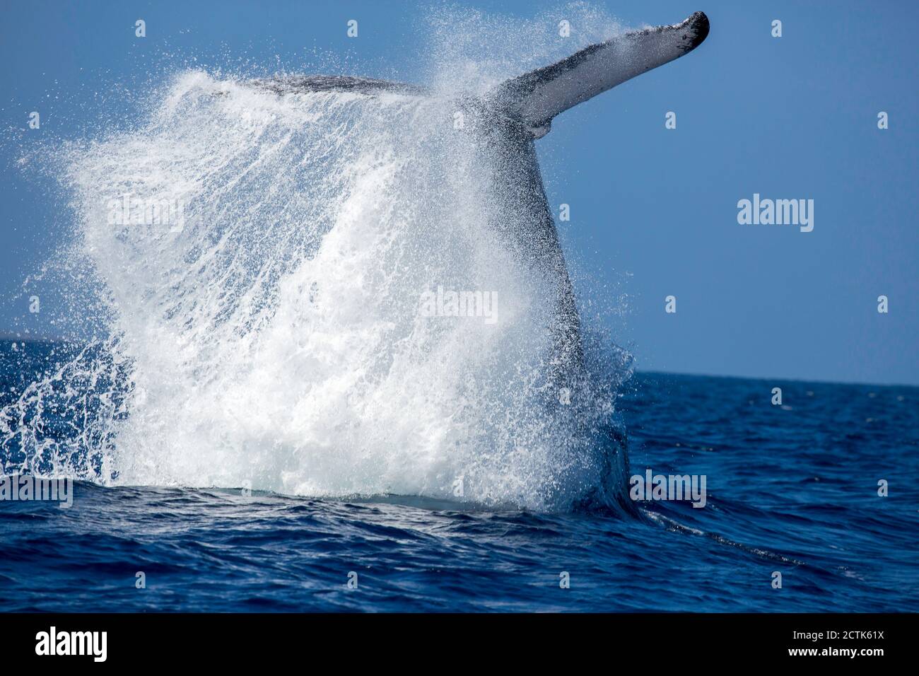 La queue d'une baleine à bosse, Megaptera novaeangliae, éclate de l'océan Pacifique avec un mur d'eau de mer, Hawaii. Cette manœuvre est appelée Banque D'Images