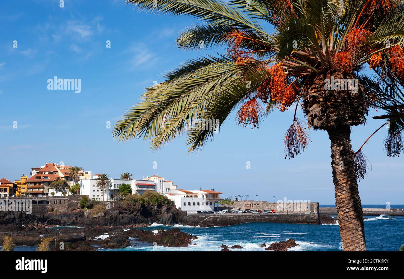 Espagne, îles Canaries, Puerto de la Cruz, palmier à la promenade de Punta del Viento en été Banque D'Images