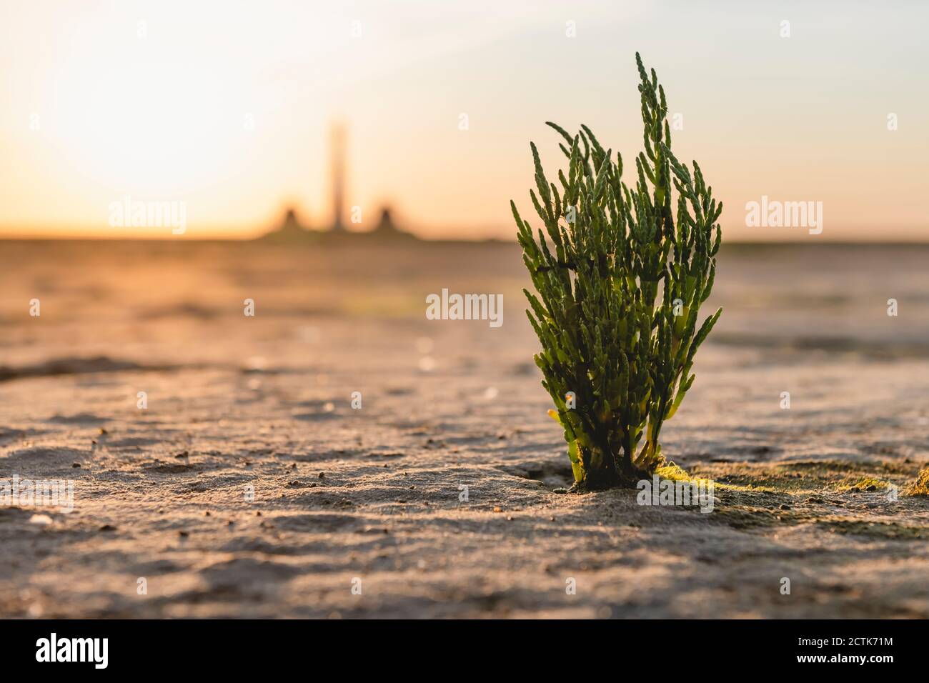 Salicornia poussant dans le sable au lever du soleil Banque D'Images