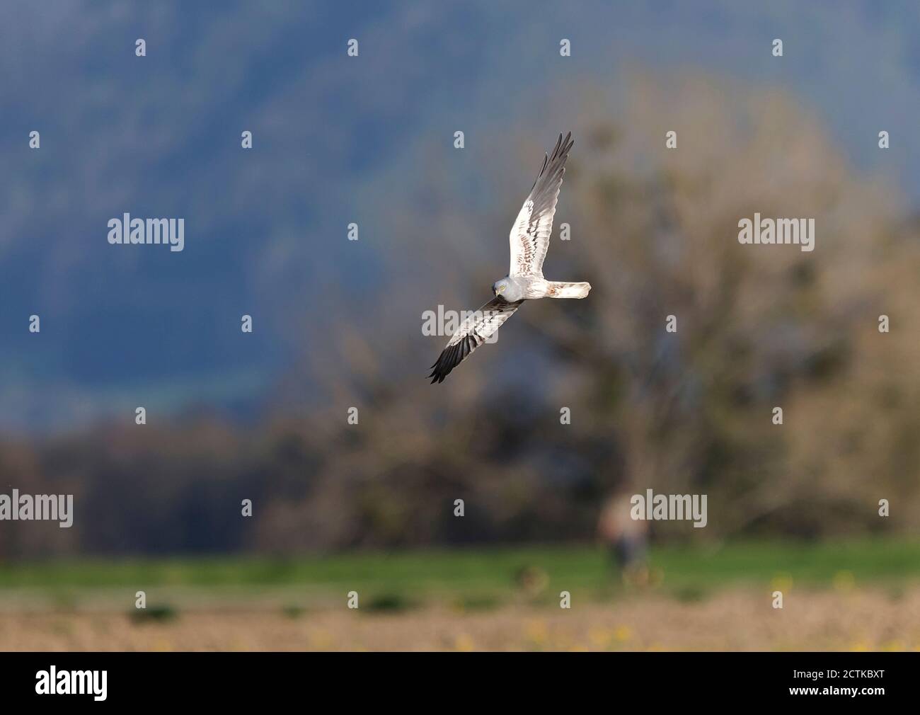 Montagus harrier (Cirque pygargus) en vol Banque D'Images Montagus harrier (Cirque pygargus) en vol Banque D'Images