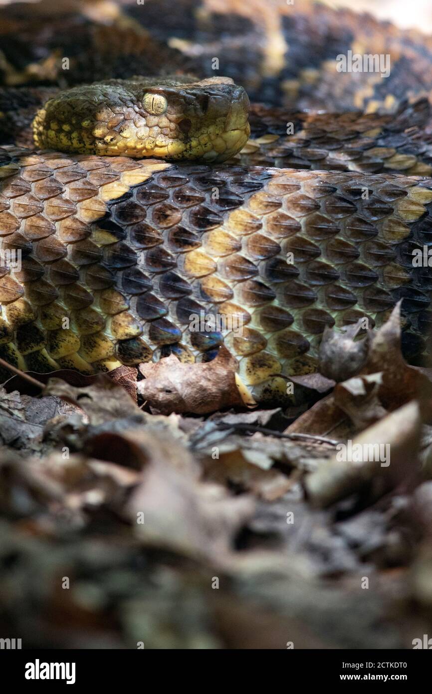 Bois de Rattlesnake (Crotalus horridus) - la réserve de montagne de Bracken, près de la forêt nationale de Pisgah - Brevard, Caroline du Nord, Etats-Unis Banque D'Images