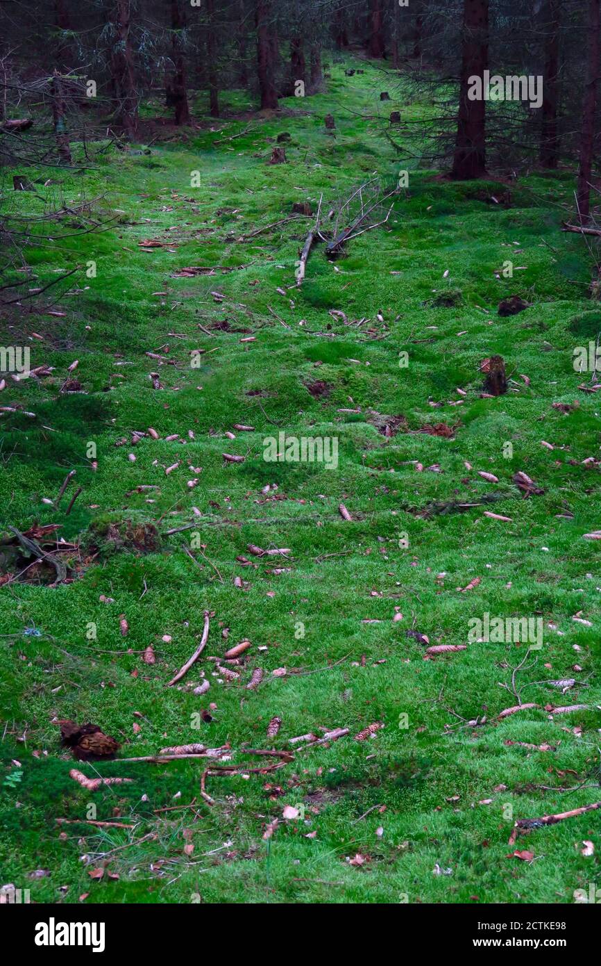 Glade à la mousse verte Banque D'Images