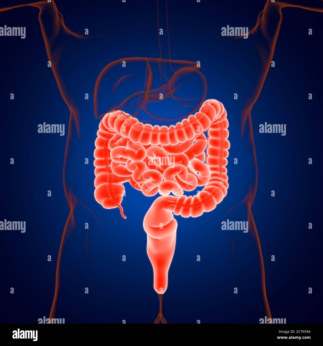Intestin grêle et gros intestin 3D Illustration système digestif humain