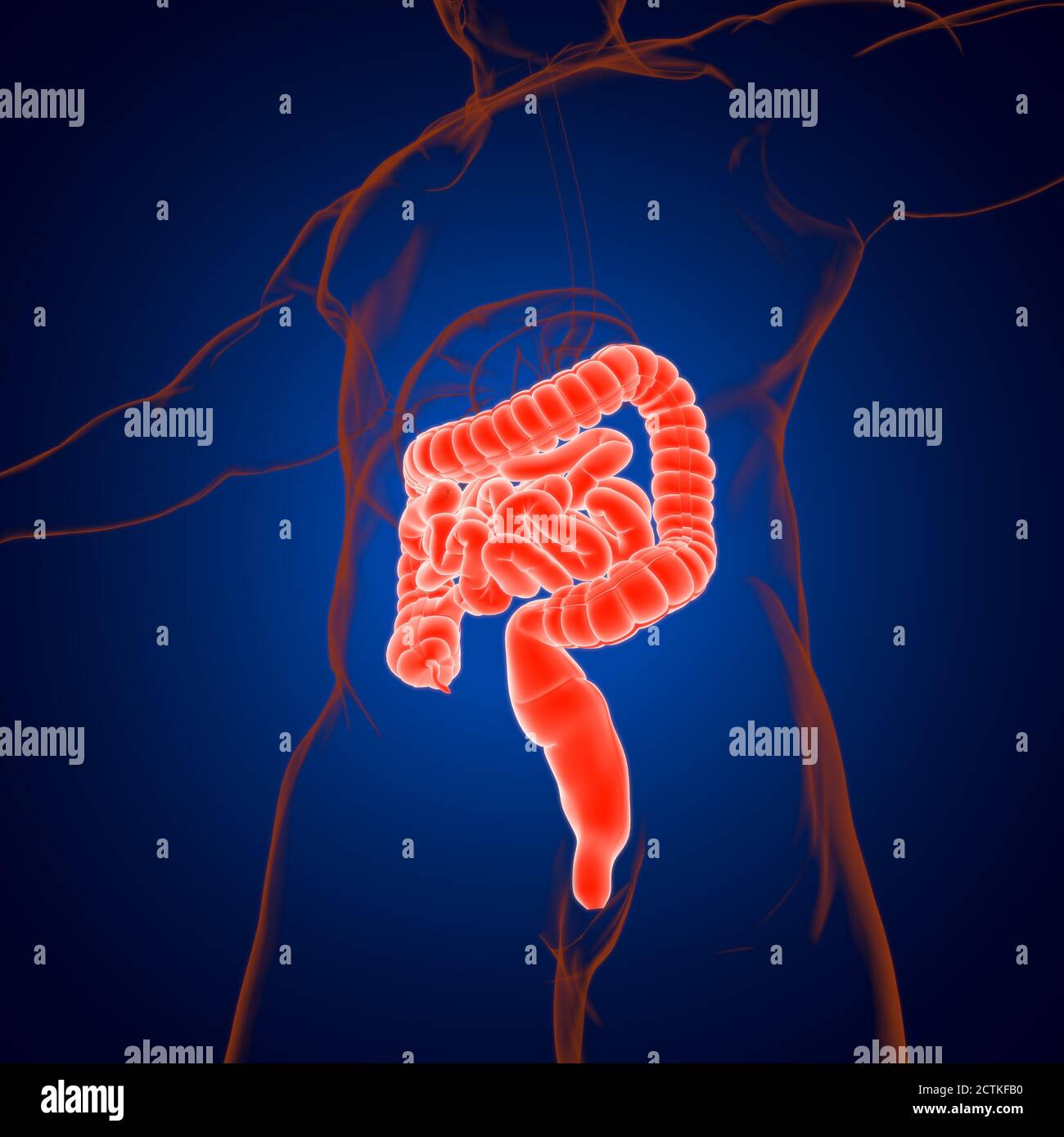 Intestin grêle et gros intestin 3D Illustration système digestif humain