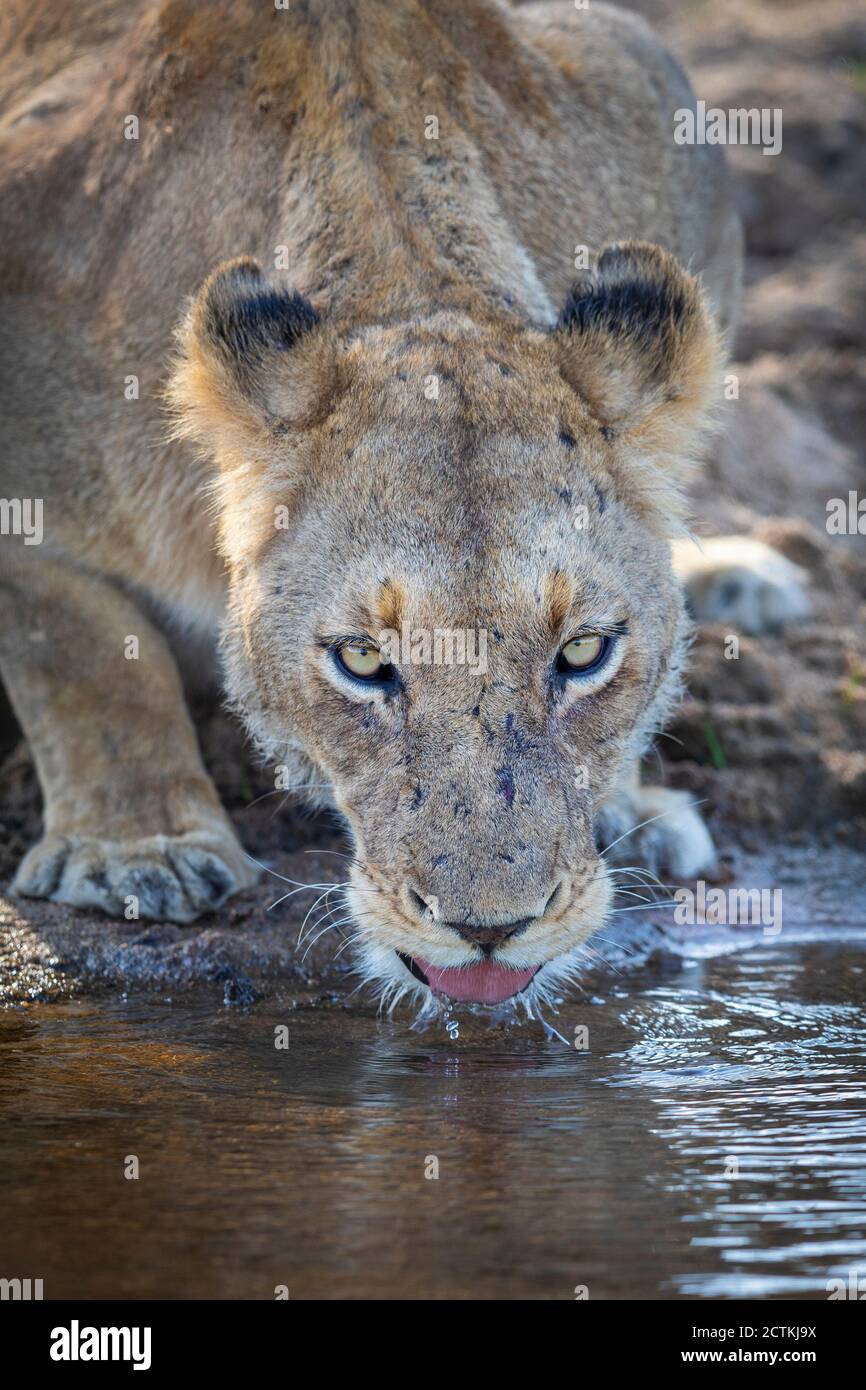 Portrait vertical d'une eau potable sans lioness dans le parc Kruger En Afrique du Sud Banque D'Images