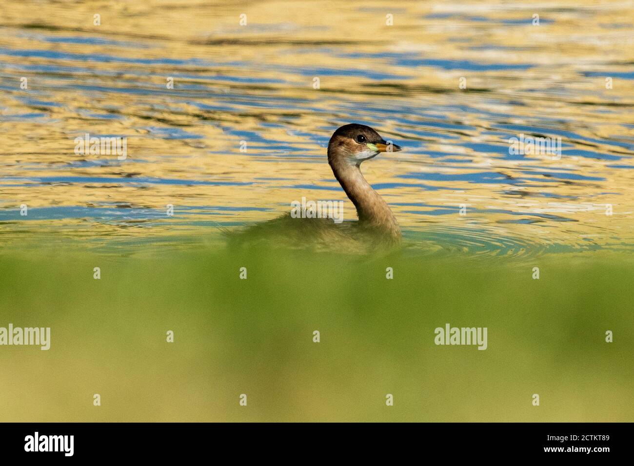 Little Grebe Tachybaptus ruficollis Costa Ballena Cadiz Espagne Banque D'Images