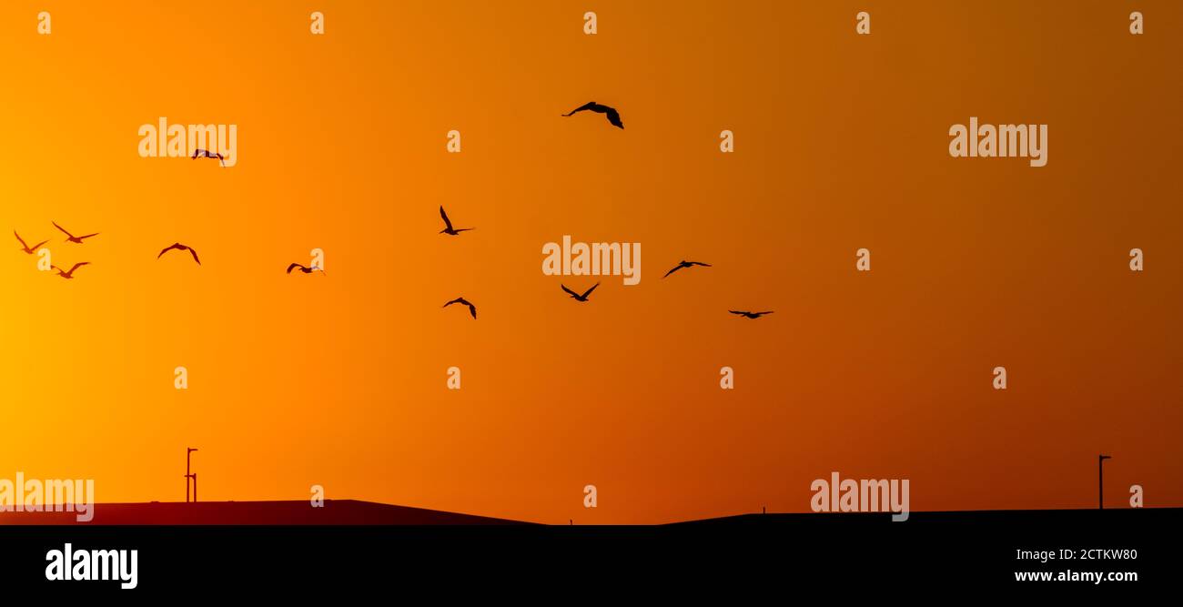 Silhouette d'un troupeau d'oiseaux volant dans un ciel jaune et orange spectaculaire au coucher du soleil le premier jour de l'automne. Banque D'Images
