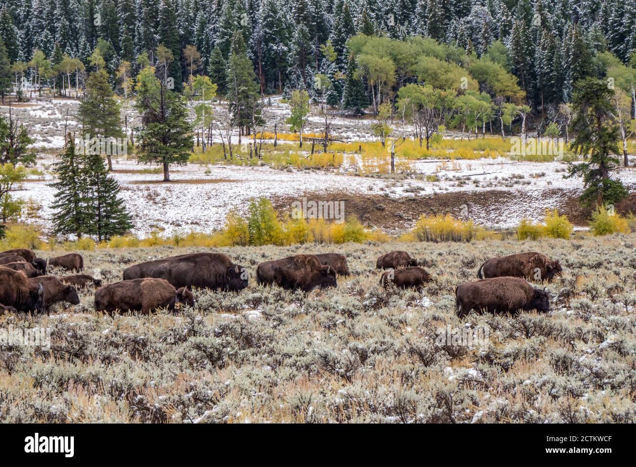 Parc national de Yellowstone, Wyoming, États-Unis. Troupeau de bisons dans la vallée de Lamar après une chute de neige au début de l'automne. Banque D'Images