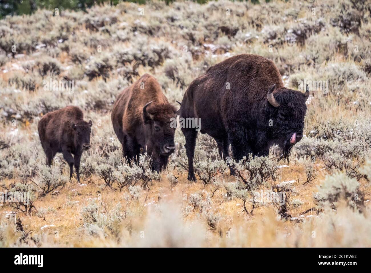 Parc national de Yellowstone, Wyoming, États-Unis. Famille de bisons dans la vallée de Lamar après une chute de neige au début de l'automne. Banque D'Images