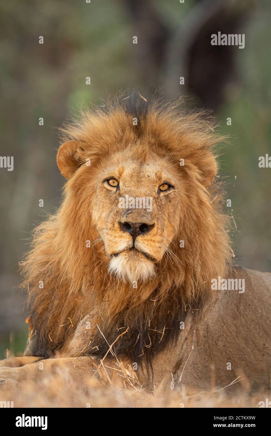 Portrait vertical d'un lion mâle adulte avec belle manie À Kruger Park en Afrique du Sud Banque D'Images