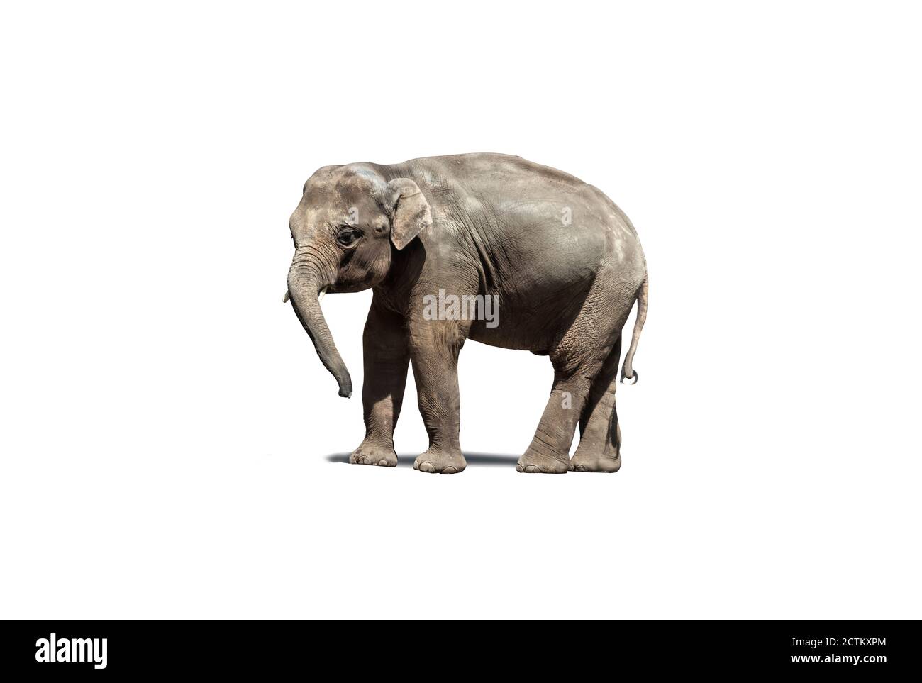 Bébé éléphant asiatique de veau, isolé sur un fond blanc. Masque (sans ombre). Banque D'Images