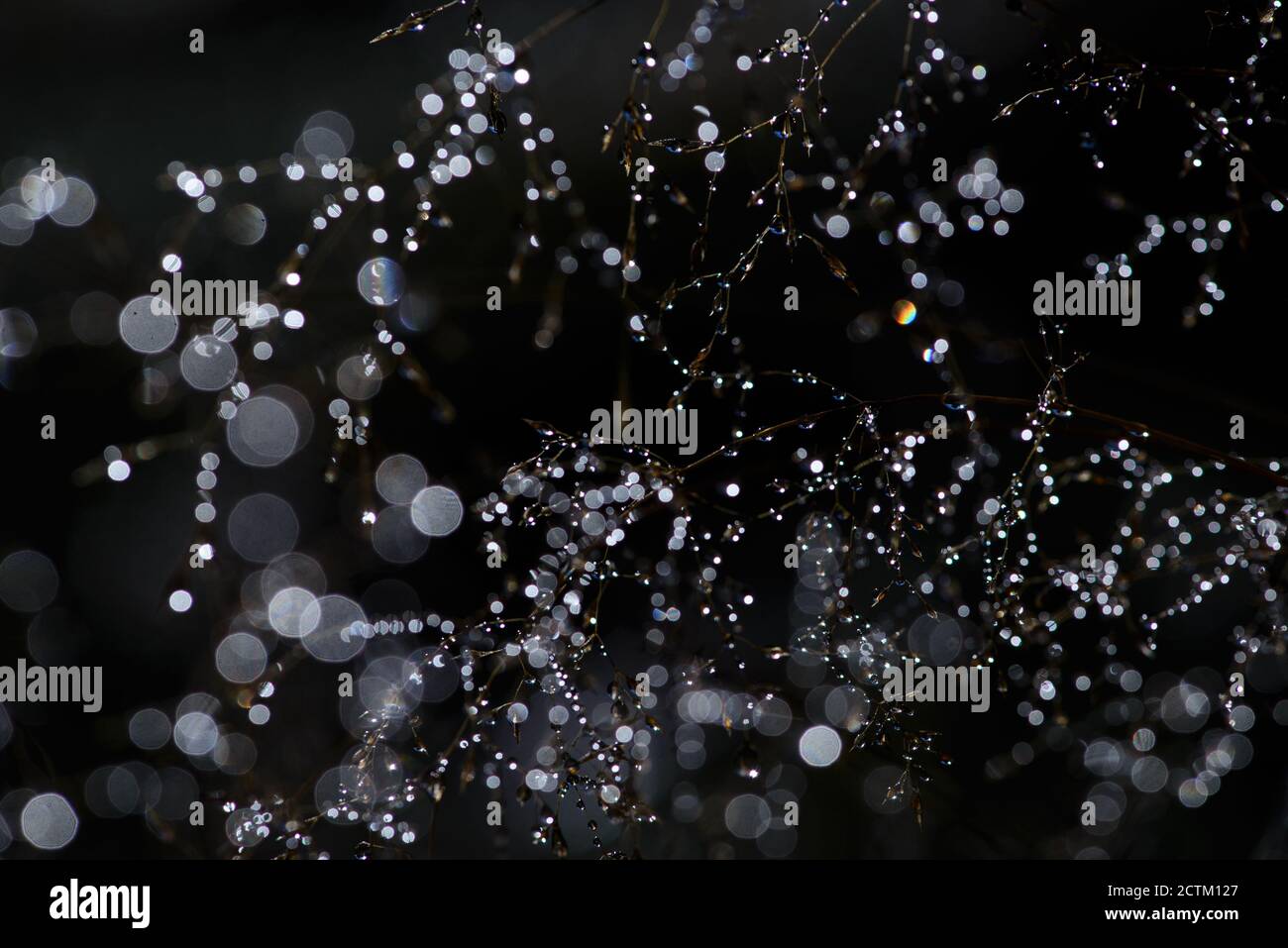 Gros plan de gouttes d'argent rondes de rosée sur un fond noir abstrait et toile d'araignée. Photo macro des gouttes de rosée avec bokeh. Banque D'Images