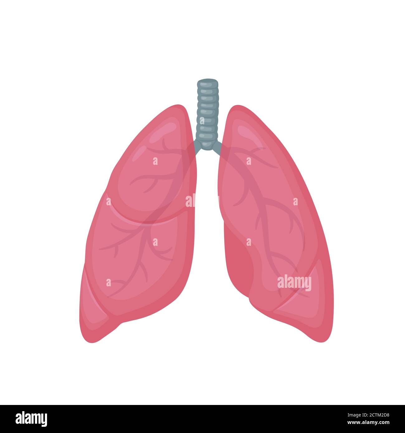 Illustration colorée de vecteur de style plat des poumons humains. Icône d'organe interne, logo. Anatomie, médecine concept. Soins de santé. Isolé sur fond blanc. Illustration de Vecteur