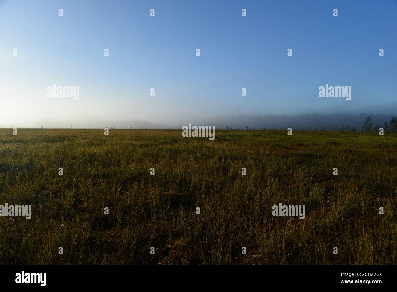 Le matin, la fraîcheur de la forêt marécageuse en plein soleil au lever du soleil brouillard Banque D'Images