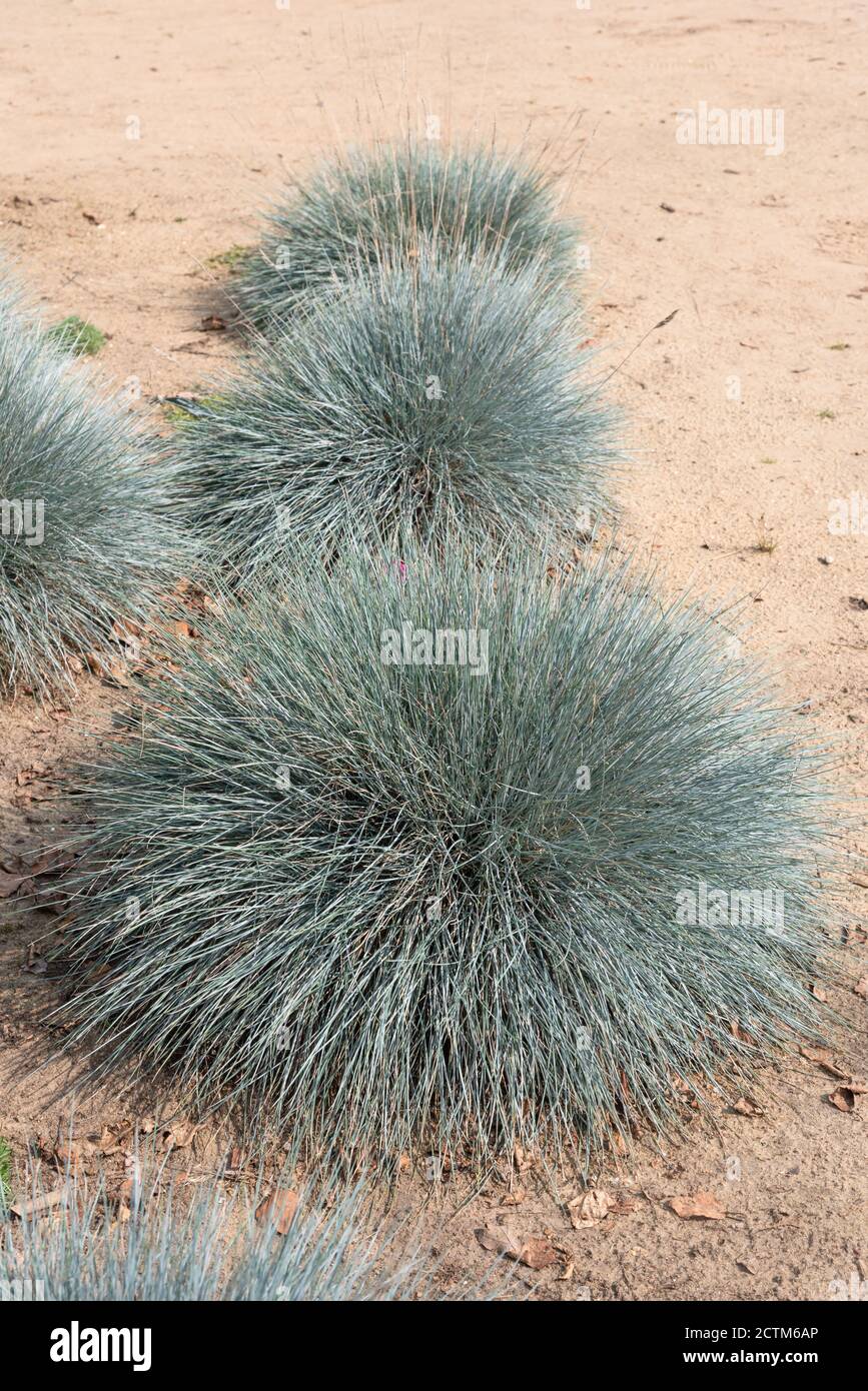 Festuca glauca bleu intense ('Casblue') Banque D'Images