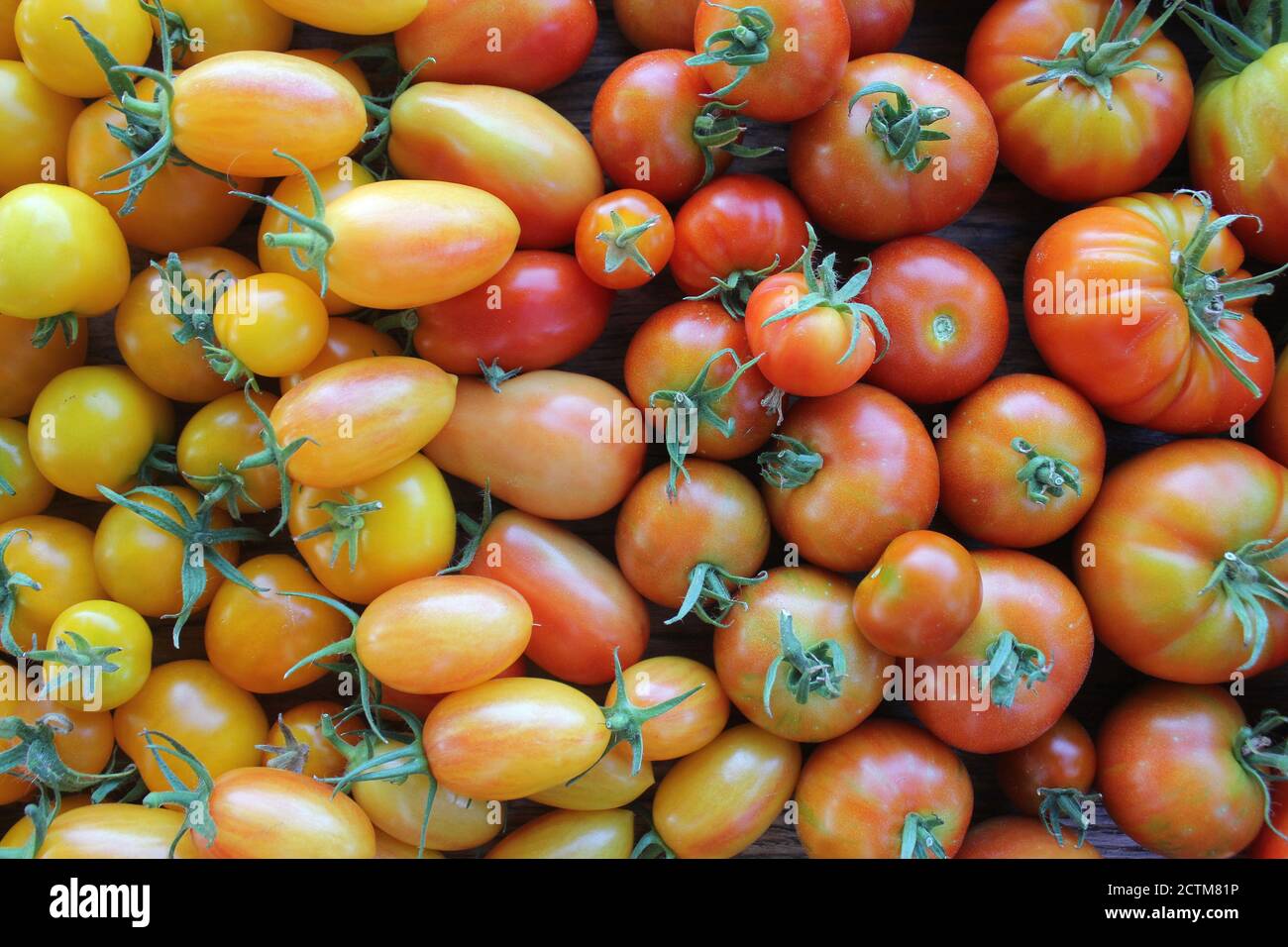 Fond de tomates fraîches, produits biologiques sur un marché agricole. Tomates arc-en-ciel Banque D'Images