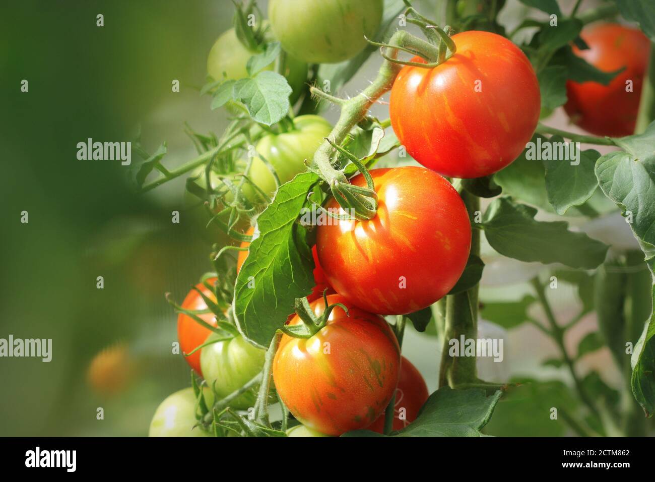 Bouquet de tomates rouges mûres de cerise naturelle poussant dans une serre prête à cueillir Banque D'Images