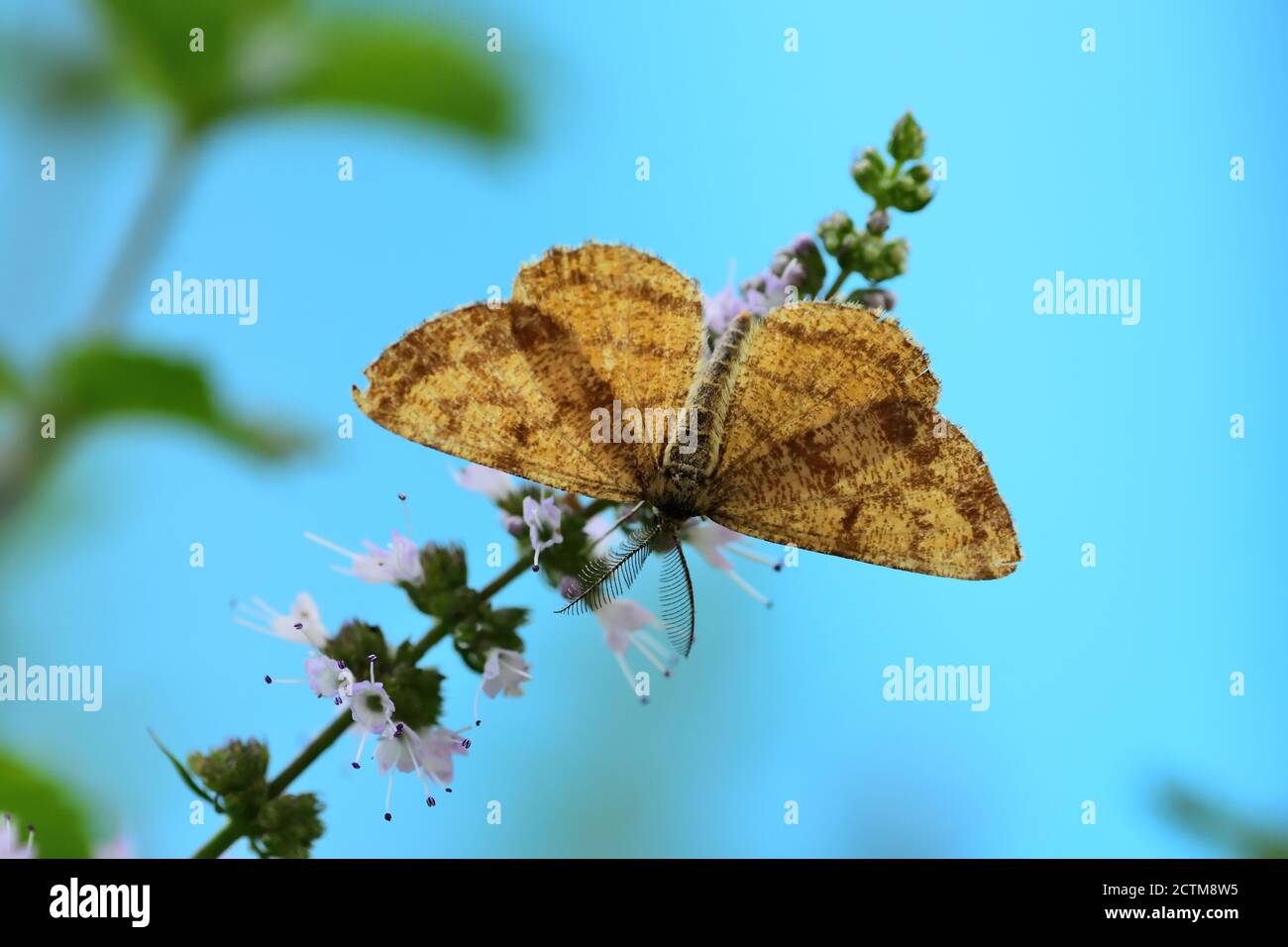 L'hématome commun (Hematutga atomaria) de la famille des Geometridae, photographié avec un objectif macro sur des fleurs de menthe sauvage. Banque D'Images