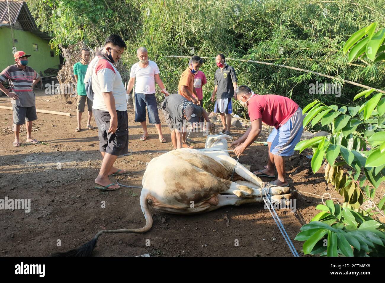 Purbalingga, Indonésie - Juli 31 2020: Procédé d'abattage sur qUrban eid Al adha, les slaughters utilisant le masque pendant le procédé. Banque D'Images