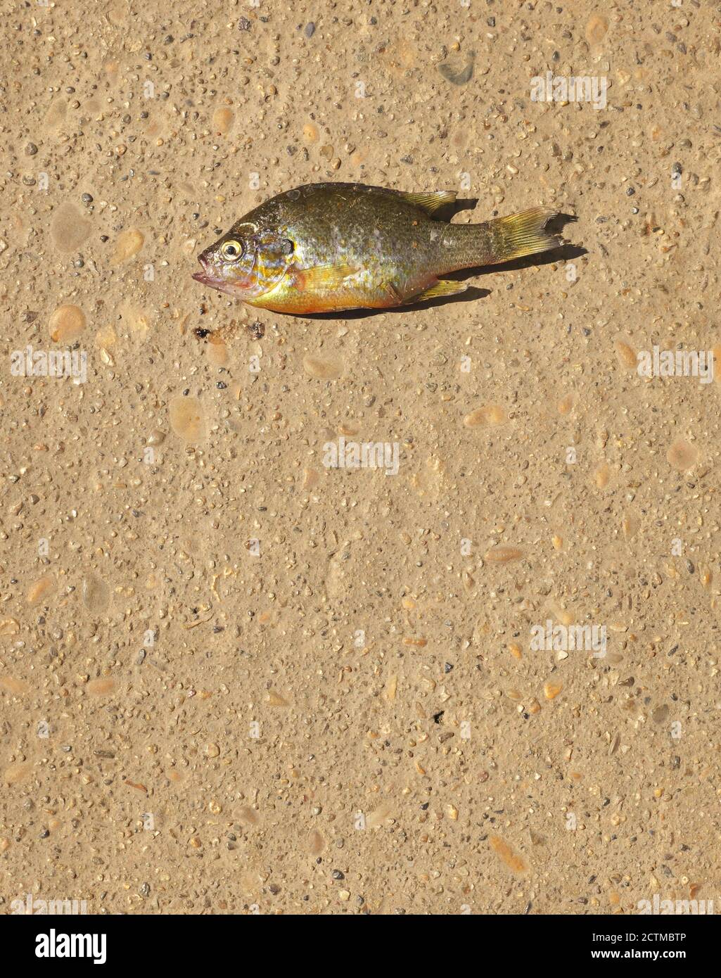 Poissons morts trouvés sur le sol Banque D'Images