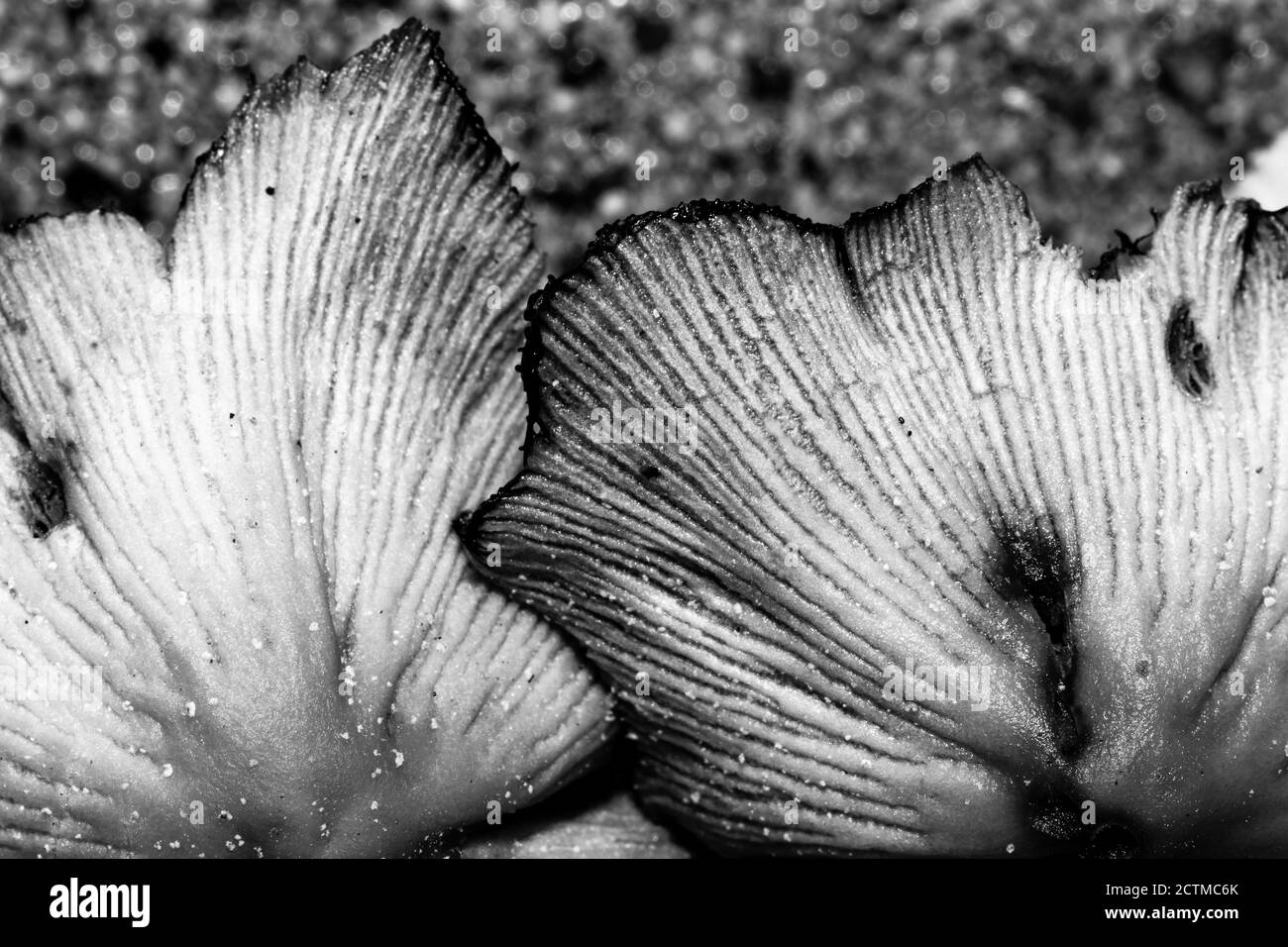 Arrière-plans de texture macro à contraste élevé, champignons mouchés Banque D'Images