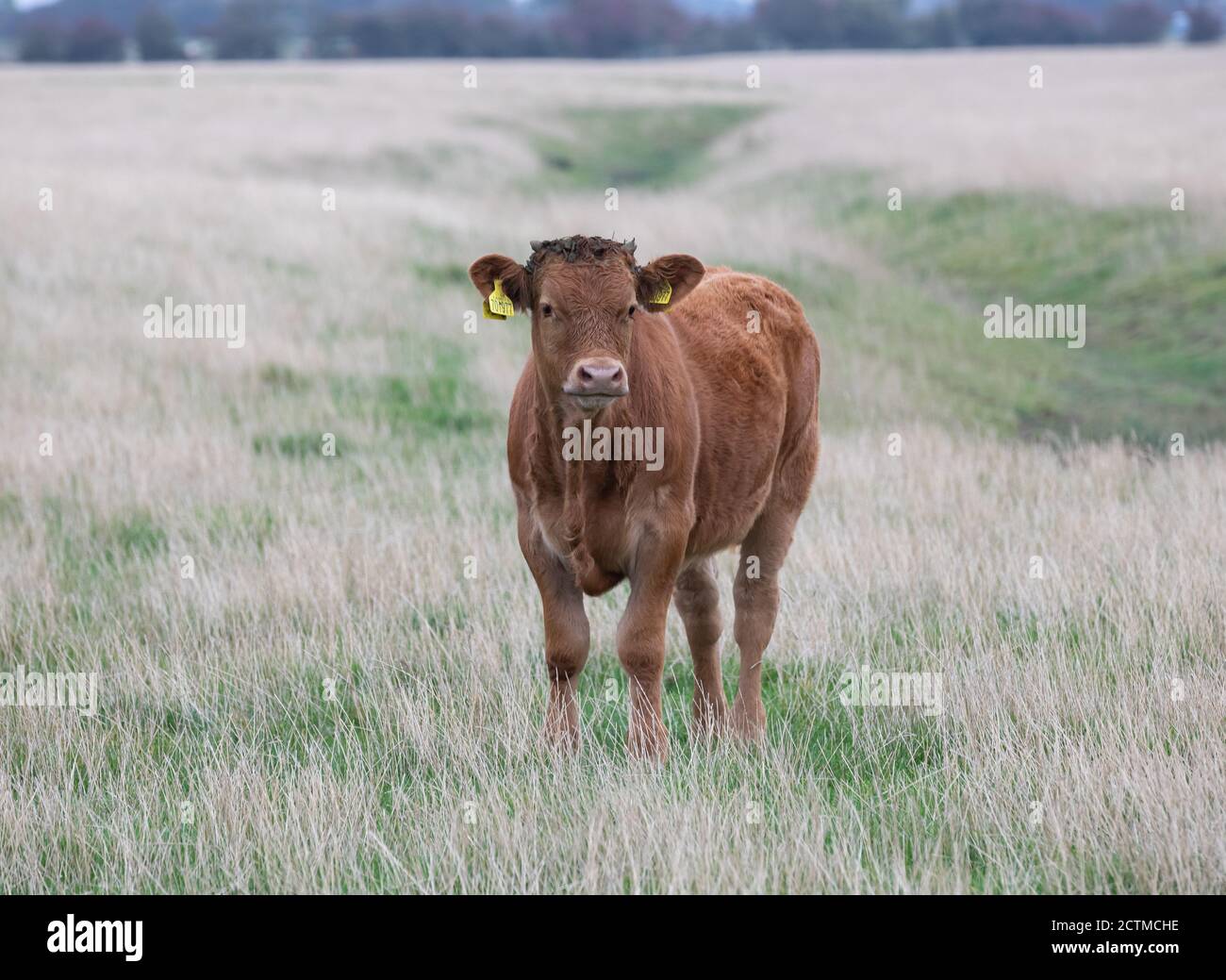 Vaches brunes broutant dans un champ de Saltfleet, Lincolnshire, lors d'une journée de septembre nuageuse Banque D'Images