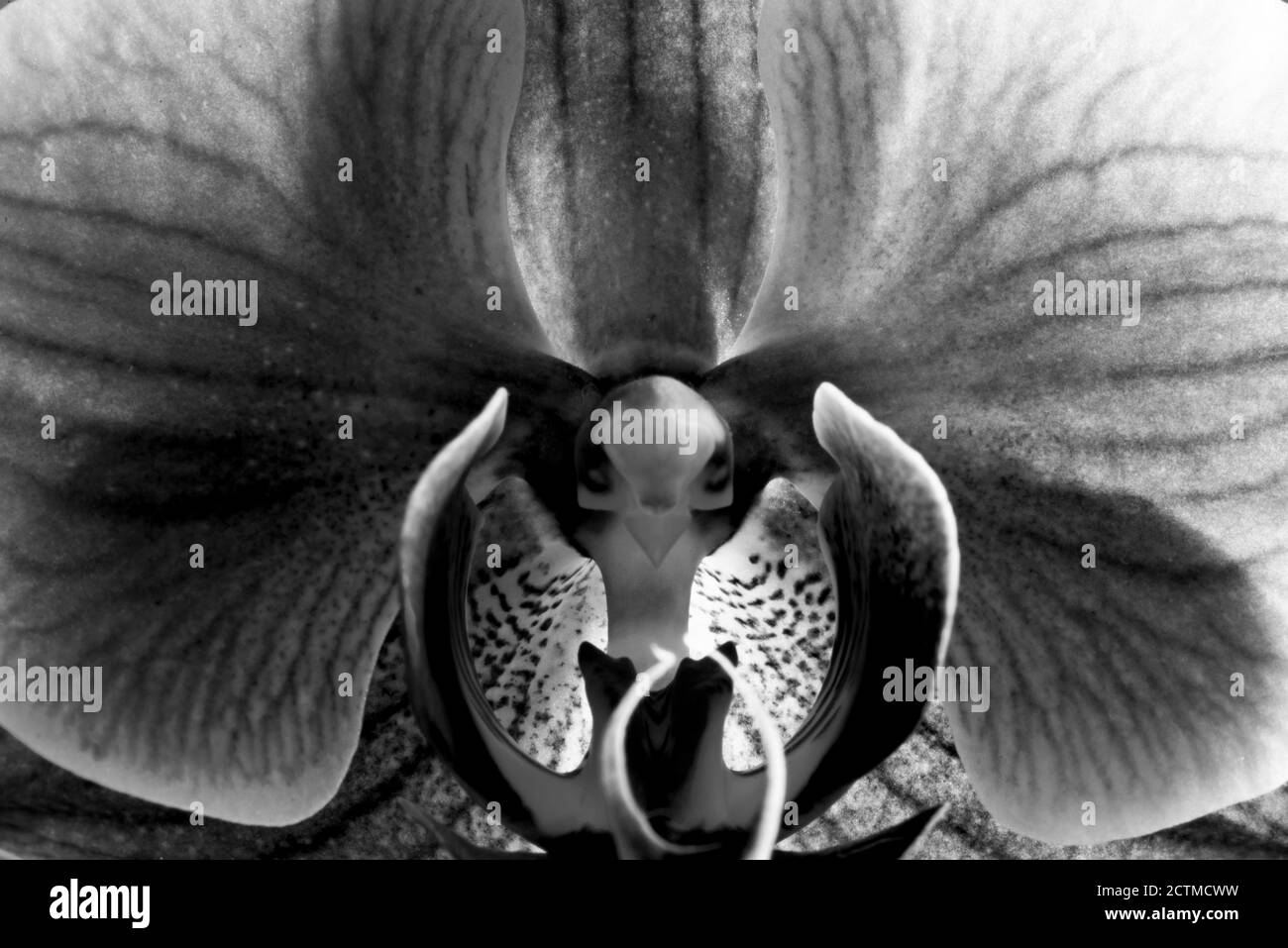 Macro photographie d'une fleur d'orchidée. Banque D'Images