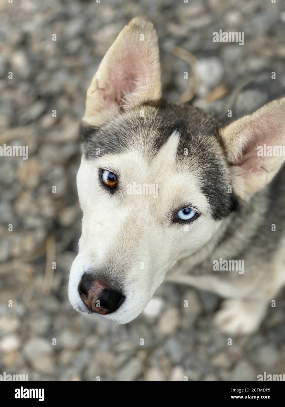 Husky Aux Yeux Marron Et Bleu Banque D Image Et Photos Alamy Husky Aux Yeux Marron Et Bleu Banque D Image Et Photos Alamy