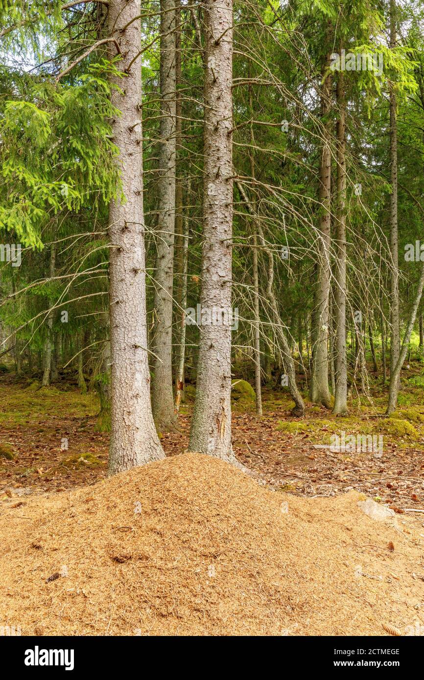 Forêt de conifères avec un anthill Banque D'Images