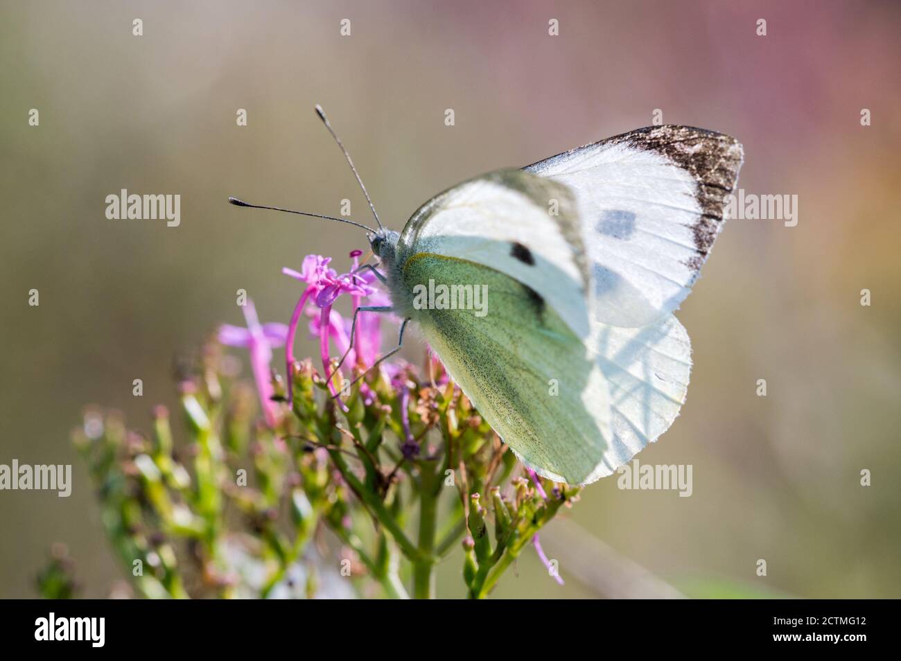 Grand papillon blanc nectaring sur des fleurs valériennes Banque D'Images