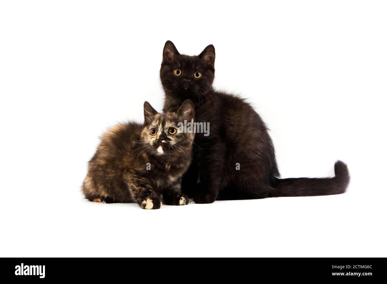 British Shorthair noir et noir écaille de British Shorthair chatons chat domestique, contre fond blanc Banque D'Images