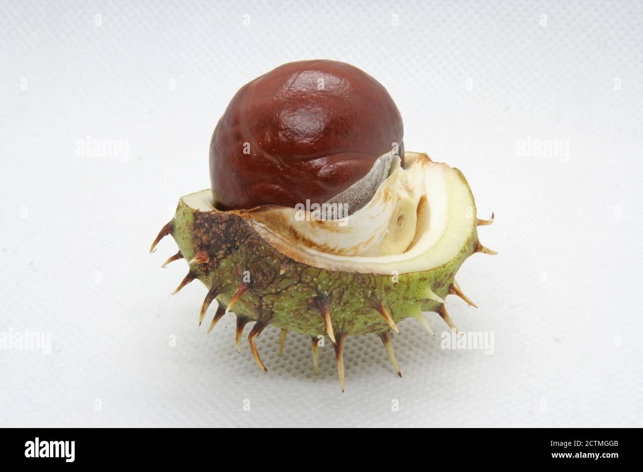 Fruits à la noix de Chestnut sauvages. Châtaignier dans une coquille. Banque D'Images