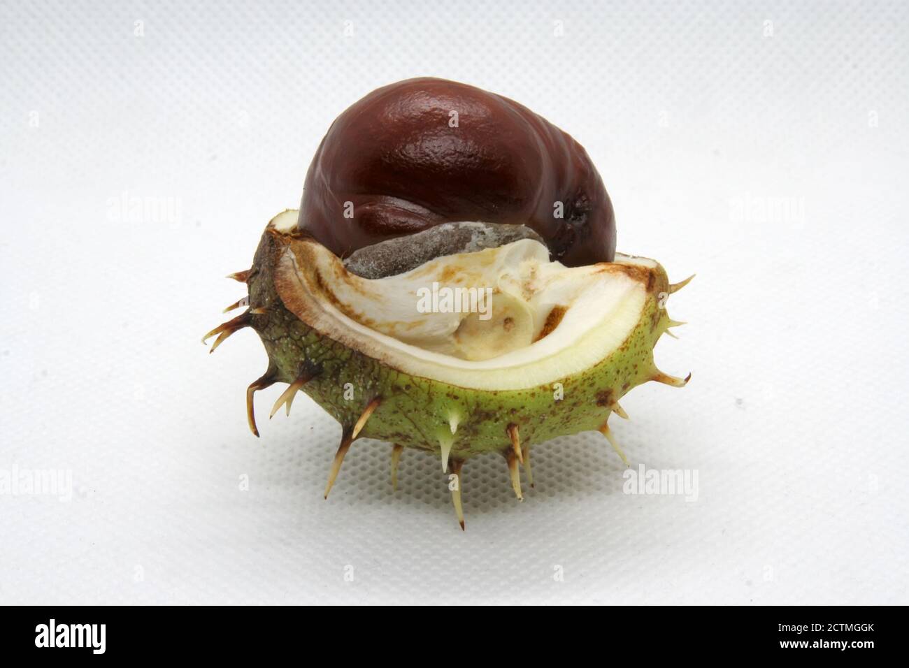 Fruits à la noix de Chestnut sauvages. Châtaignier dans une coquille. Banque D'Images