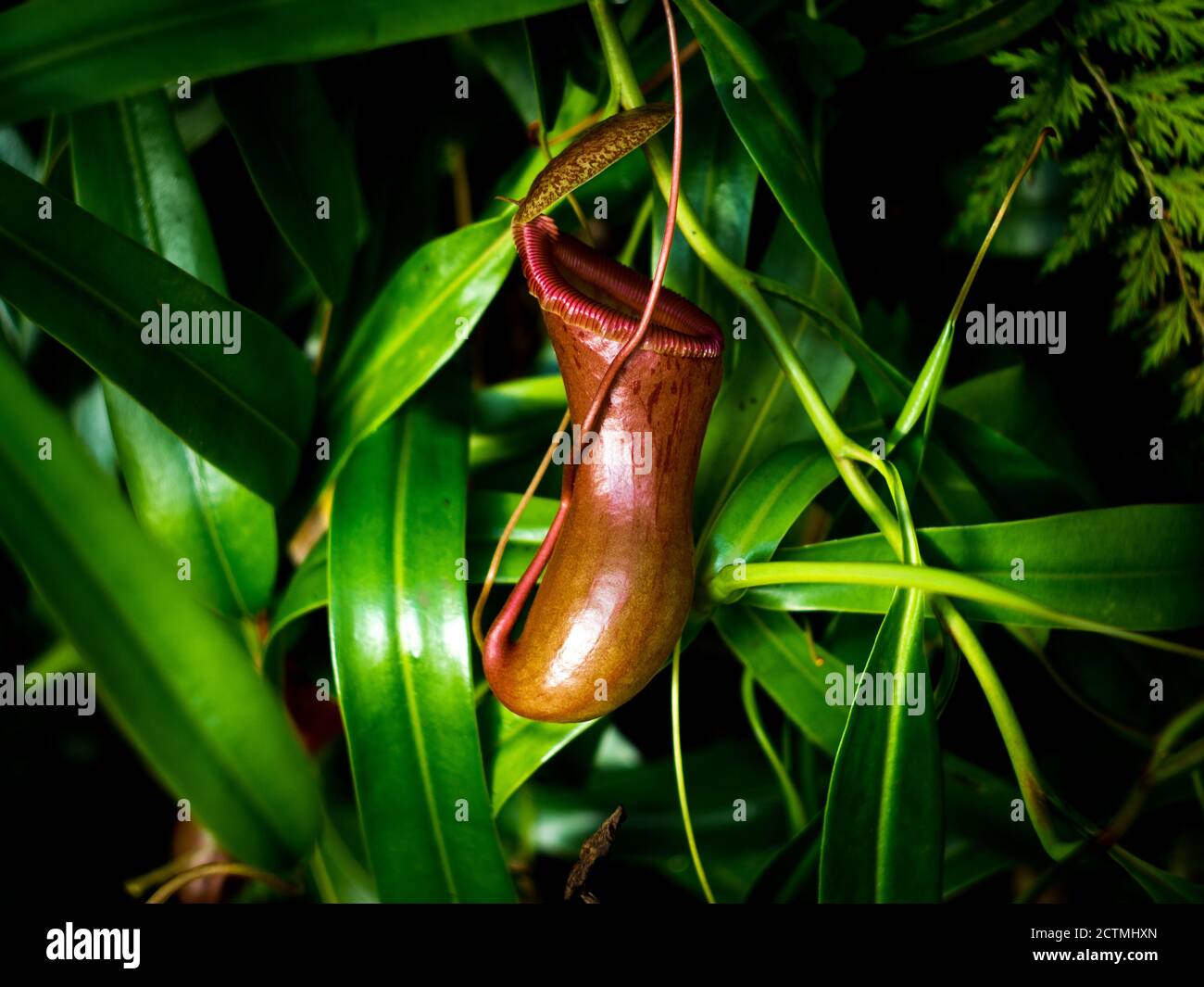 Magnifique détail de plante carnivore dans le jardin botanique de Prague, République Tchèque, Europe. Banque D'Images