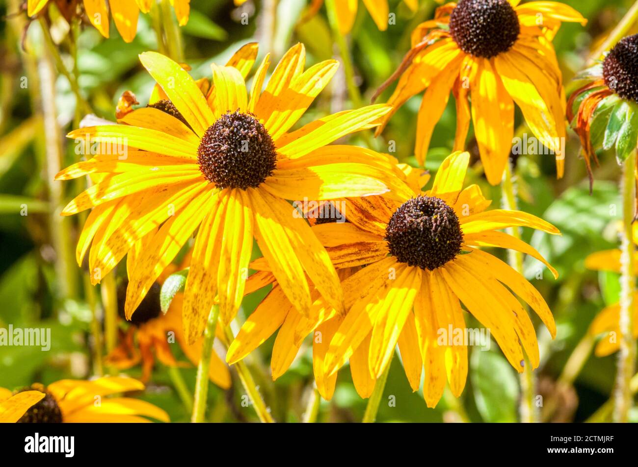 Rudbeckia fulgida var. deamii Banque D'Images